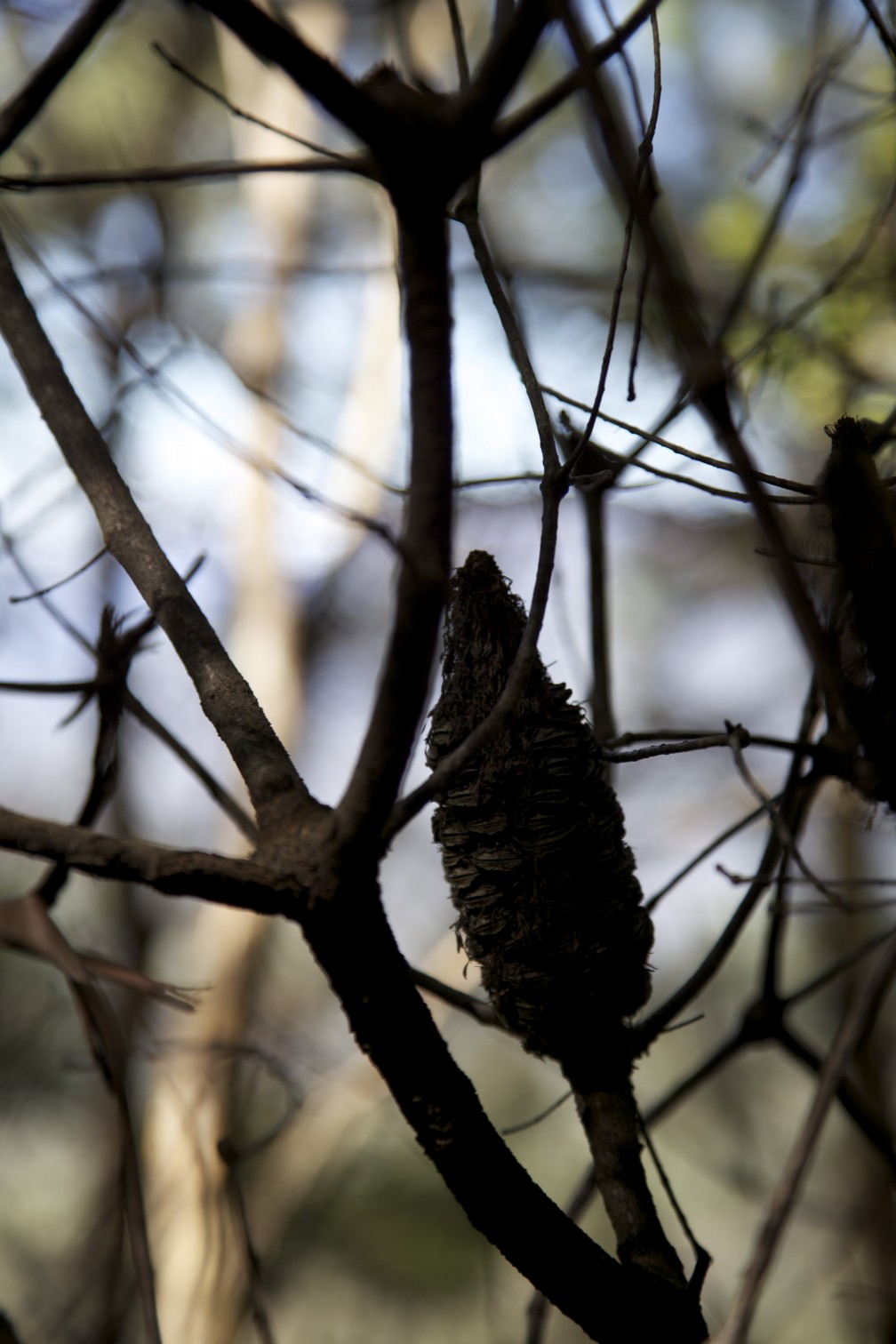 Seed pod