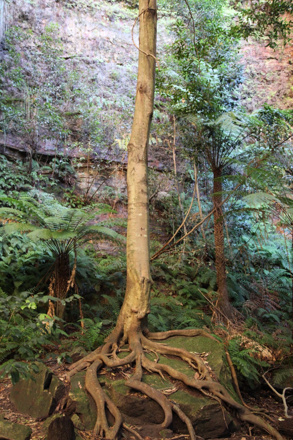Tree on rock
